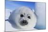 Harp Seal Baby-null-Mounted Photographic Print