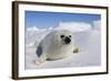 Harp Seal Baby-null-Framed Photographic Print