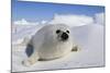 Harp Seal Baby-null-Mounted Photographic Print