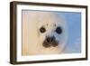 Harp Seal Baby-null-Framed Photographic Print