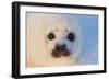 Harp Seal Baby-null-Framed Photographic Print