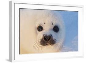 Harp Seal Baby-null-Framed Photographic Print