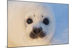 Harp Seal Baby-null-Mounted Photographic Print