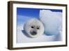 Harp Seal Baby-null-Framed Photographic Print