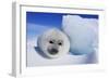 Harp Seal Baby-null-Framed Photographic Print