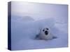 Harp Seal, Iles de la Madeleine, Quebec, Canada-Art Wolfe-Stretched Canvas