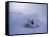 Harp Seal, Iles de la Madeleine, Quebec, Canada-Art Wolfe-Framed Stretched Canvas