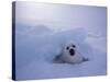 Harp Seal, Iles de la Madeleine, Quebec, Canada-Art Wolfe-Stretched Canvas