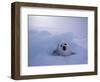 Harp Seal, Iles de la Madeleine, Quebec, Canada-Art Wolfe-Framed Photographic Print