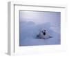 Harp Seal, Iles de la Madeleine, Quebec, Canada-Art Wolfe-Framed Photographic Print