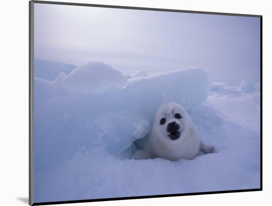 Harp Seal, Iles de la Madeleine, Quebec, Canada-Art Wolfe-Mounted Photographic Print