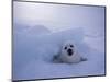 Harp Seal, Iles de la Madeleine, Quebec, Canada-Art Wolfe-Mounted Photographic Print