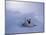 Harp Seal, Iles de la Madeleine, Quebec, Canada-Art Wolfe-Mounted Photographic Print