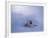 Harp Seal, Iles de la Madeleine, Quebec, Canada-Art Wolfe-Framed Photographic Print