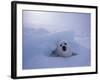 Harp Seal, Iles de la Madeleine, Quebec, Canada-Art Wolfe-Framed Photographic Print