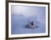 Harp Seal, Iles de la Madeleine, Quebec, Canada-Art Wolfe-Framed Photographic Print