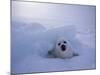 Harp Seal, Iles de la Madeleine, Quebec, Canada-Art Wolfe-Mounted Photographic Print