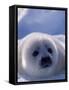 Harp Seal, Iles de la Madeleine, Quebec, Canada-Art Wolfe-Framed Stretched Canvas