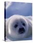 Harp Seal, Iles de la Madeleine, Quebec, Canada-Art Wolfe-Stretched Canvas