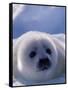 Harp Seal, Iles de la Madeleine, Quebec, Canada-Art Wolfe-Framed Stretched Canvas