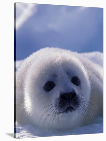 Harp Seal, Iles de la Madeleine, Quebec, Canada-Art Wolfe-Stretched Canvas