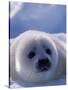 Harp Seal, Iles de la Madeleine, Quebec, Canada-Art Wolfe-Stretched Canvas