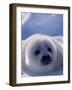 Harp Seal, Iles de la Madeleine, Quebec, Canada-Art Wolfe-Framed Photographic Print