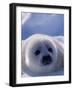 Harp Seal, Iles de la Madeleine, Quebec, Canada-Art Wolfe-Framed Photographic Print