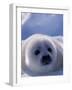 Harp Seal, Iles de la Madeleine, Quebec, Canada-Art Wolfe-Framed Photographic Print