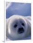 Harp Seal, Iles de la Madeleine, Quebec, Canada-Art Wolfe-Framed Photographic Print