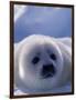 Harp Seal, Iles de la Madeleine, Quebec, Canada-Art Wolfe-Framed Photographic Print