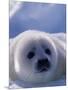 Harp Seal, Iles de la Madeleine, Quebec, Canada-Art Wolfe-Mounted Photographic Print