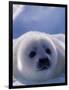 Harp Seal, Iles de la Madeleine, Quebec, Canada-Art Wolfe-Framed Photographic Print