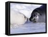 Harp Seal Pup and Mom, Gulf of St. Lawrence, Quebec, Canada-Michael DeFreitas-Framed Stretched Canvas