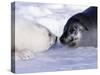 Harp Seal Pup and Mom, Gulf of St. Lawrence, Quebec, Canada-Michael DeFreitas-Stretched Canvas