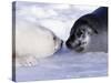 Harp Seal Pup and Mom, Gulf of St. Lawrence, Quebec, Canada-Michael DeFreitas-Stretched Canvas