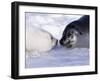 Harp Seal Pup and Mom, Gulf of St. Lawrence, Quebec, Canada-Michael DeFreitas-Framed Photographic Print