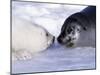Harp Seal Pup and Mom, Gulf of St. Lawrence, Quebec, Canada-Michael DeFreitas-Mounted Photographic Print