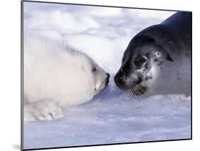 Harp Seal Pup and Mom, Gulf of St. Lawrence, Quebec, Canada-Michael DeFreitas-Mounted Photographic Print