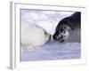 Harp Seal Pup and Mom, Gulf of St. Lawrence, Quebec, Canada-Michael DeFreitas-Framed Photographic Print