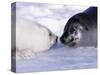 Harp Seal Pup and Mom, Gulf of St. Lawrence, Quebec, Canada-Michael DeFreitas-Stretched Canvas
