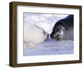 Harp Seal Pup and Mom, Gulf of St. Lawrence, Quebec, Canada-Michael DeFreitas-Framed Photographic Print