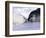 Harp Seal Pup and Mom, Gulf of St. Lawrence, Quebec, Canada-Michael DeFreitas-Framed Photographic Print