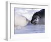 Harp Seal Pup and Mom, Gulf of St. Lawrence, Quebec, Canada-Michael DeFreitas-Framed Photographic Print