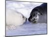 Harp Seal Pup and Mom, Gulf of St. Lawrence, Quebec, Canada-Michael DeFreitas-Mounted Photographic Print