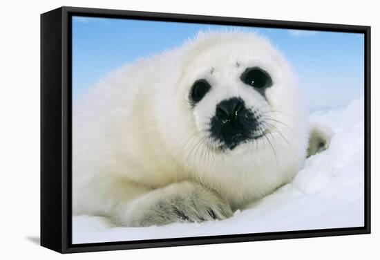 Harp Seal Pup Close-Up of Head-null-Framed Stretched Canvas