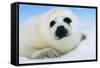 Harp Seal Pup Close-Up of Head-null-Framed Stretched Canvas