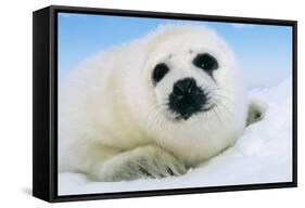 Harp Seal Pup Close-Up of Head-null-Framed Stretched Canvas