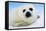 Harp Seal Pup Close-Up of Head-null-Framed Stretched Canvas