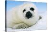 Harp Seal Pup Close-Up of Head-null-Stretched Canvas